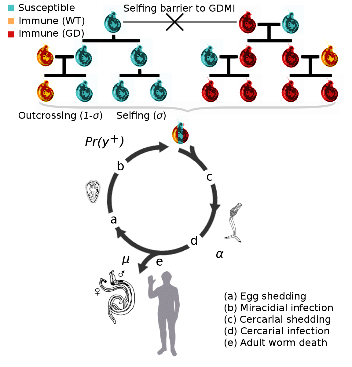 Genetic and Epidemiological Model