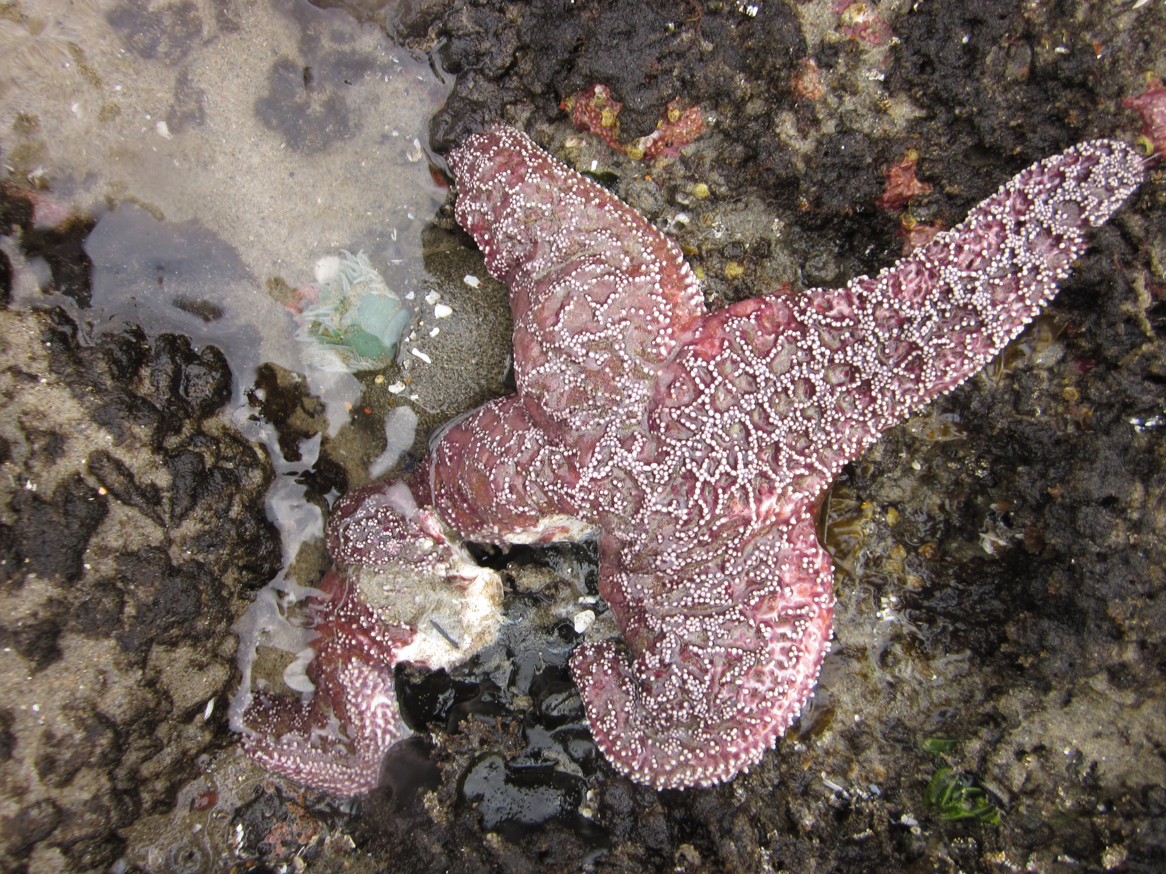 Sea Star Wasting Disease